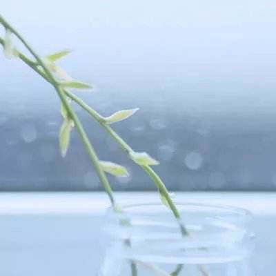 血族g家版本下载